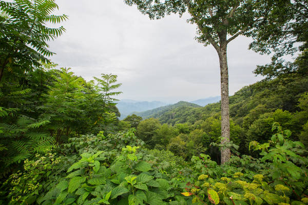 Mountain View with a Lush Green Foliage and a Cloudy Sky