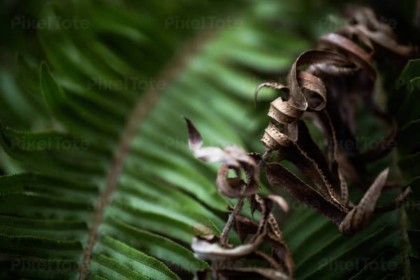 Detail of a Curled Dried-Up Fern Leaf with a Green One in the Background