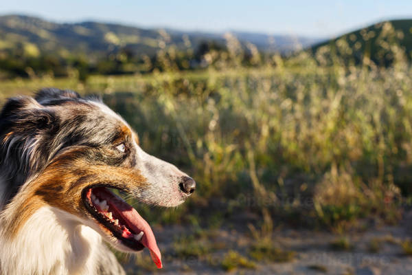 Portrait of an Australian Shepherd Dog Looking Sideways