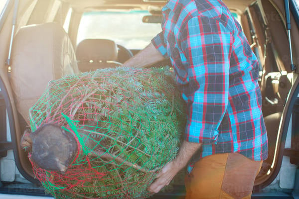 Man Unloading Christmas Tree from the Back of a Car