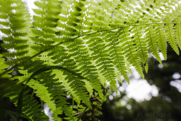 From-Below Close View of a Fern in a Coastal Ecosystem
