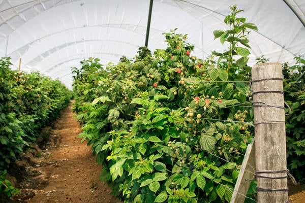 Raspberry Plants Growing Protected at a Farm in Northern California