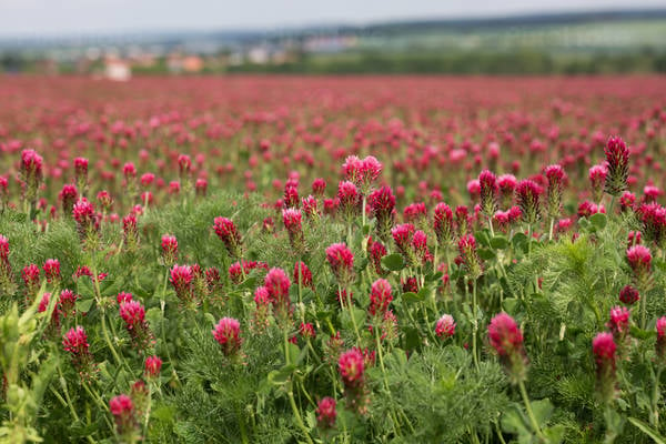 Detailed View of a Crimson Clover Plant Field