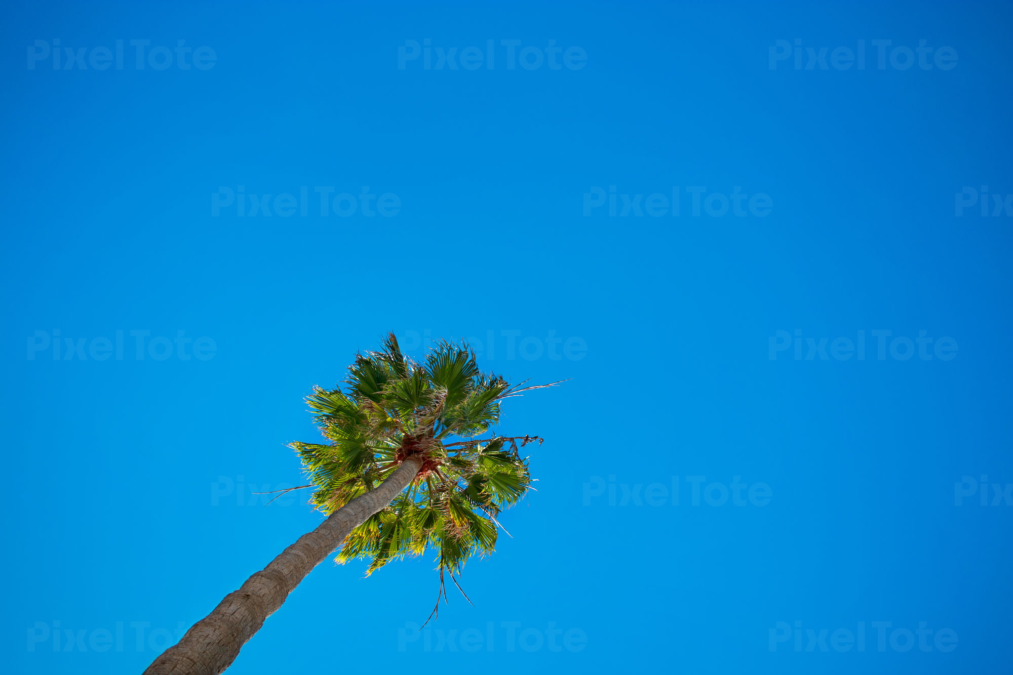 Palm Tree Against Blue Sky Stock Photo Pixeltote