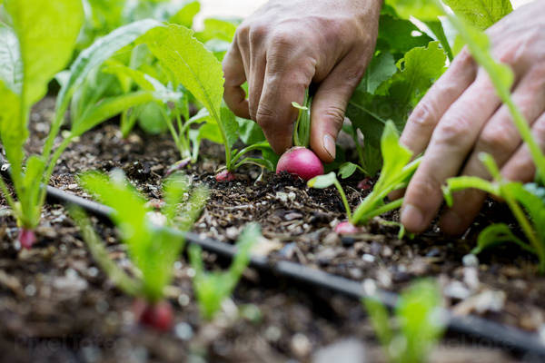 Close-Up of a Man Pulling a Radish from a Garden Bed