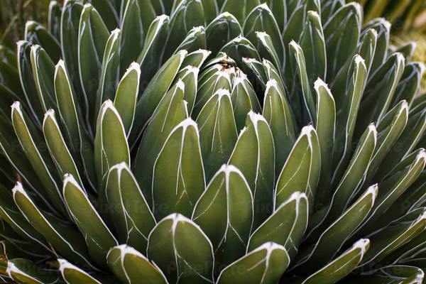 Detailed View of a Succulent Plant