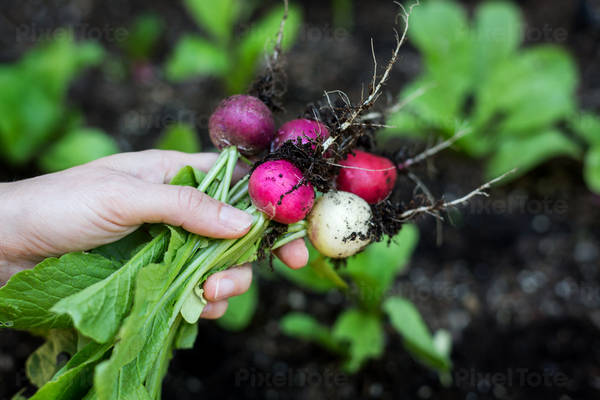 Woman Holding a Bunch of Radishes of Various Colors
