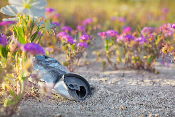 Corroded Aluminum Can in Sand with Flowers Growing Around