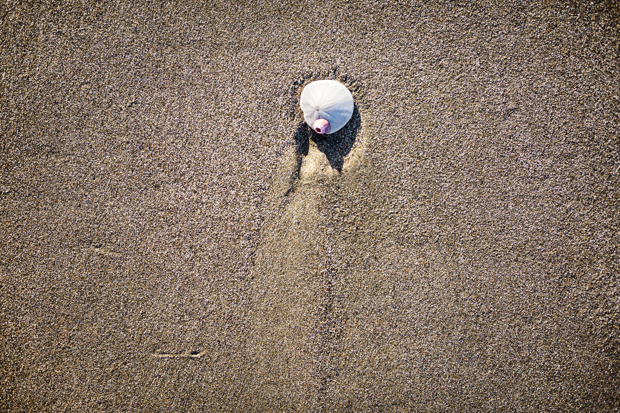 From Above View Of A Sand Dollar With A Shell Attached To It Stock Photo Pixeltote