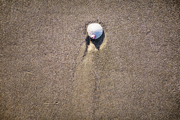 From-Above View of a Sand Dollar with a Shell Attached to It