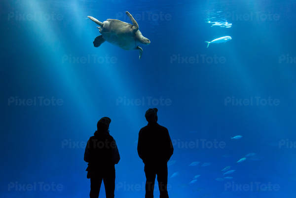 People Standing in Front of an Aquarium Tank with a Turtle Swimming in It