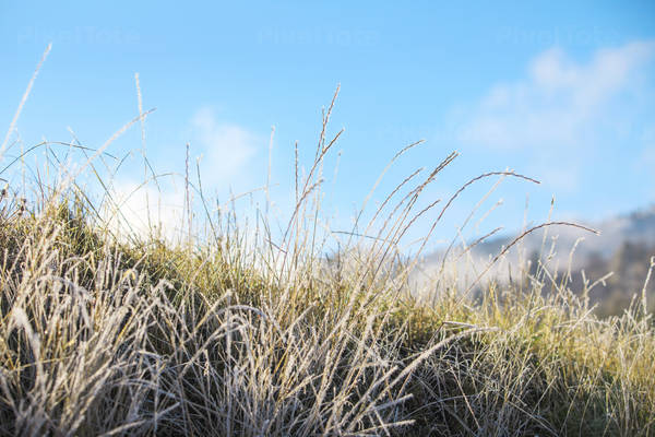 Ground-Level View of a Frost-Covered Grass with a Blue Sky in the Background