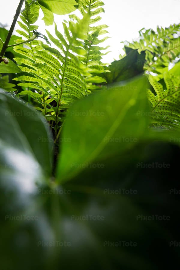From Below View of Fern and Leaves Against Sky