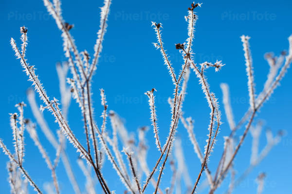 Winter Frost on Tree Branches Against Blue Sky