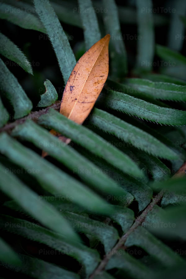 Close-Up of Green Fern with a Single Dry Leaf