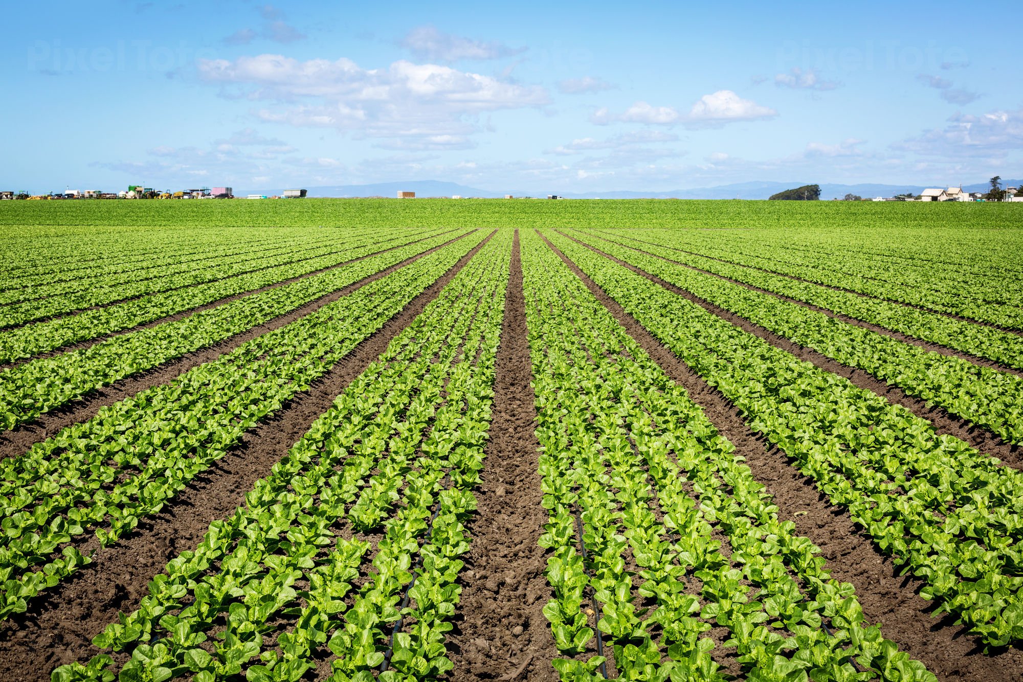 Spinach Field with Farm Harvesting Stock Photo - PixelTote