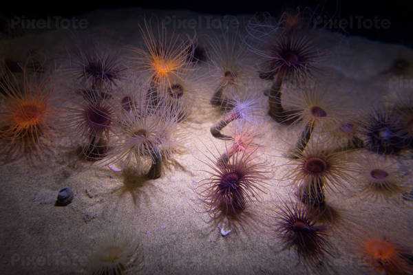 Array of Sea Anemones on a Sandy Bottom