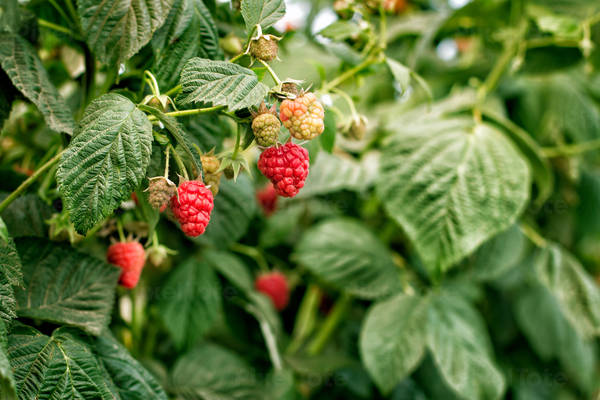 Close-Up View of a Raspberry Plant with Red Berries