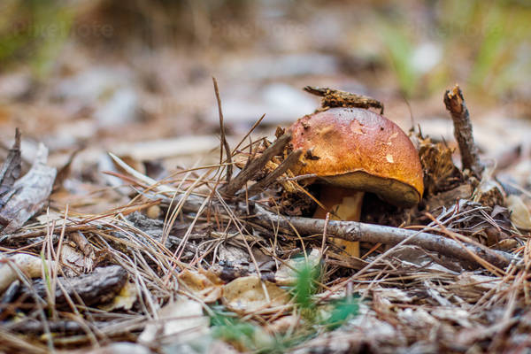 Growing Porcini Mushroom Surrounded by Needles on a Forest Floor