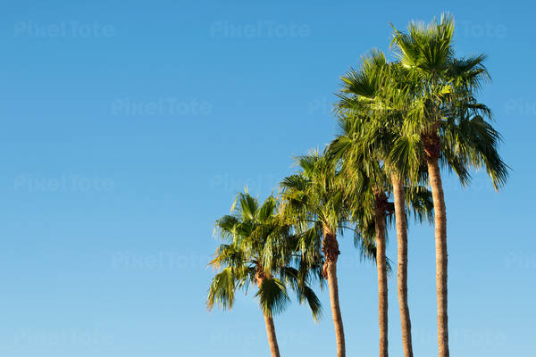 View of Palm Trees in a Row Against Blue Sky