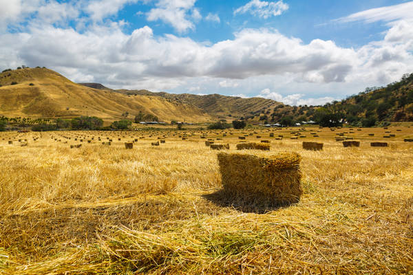 Hay Bales in a Field with Dramatic Sky Above