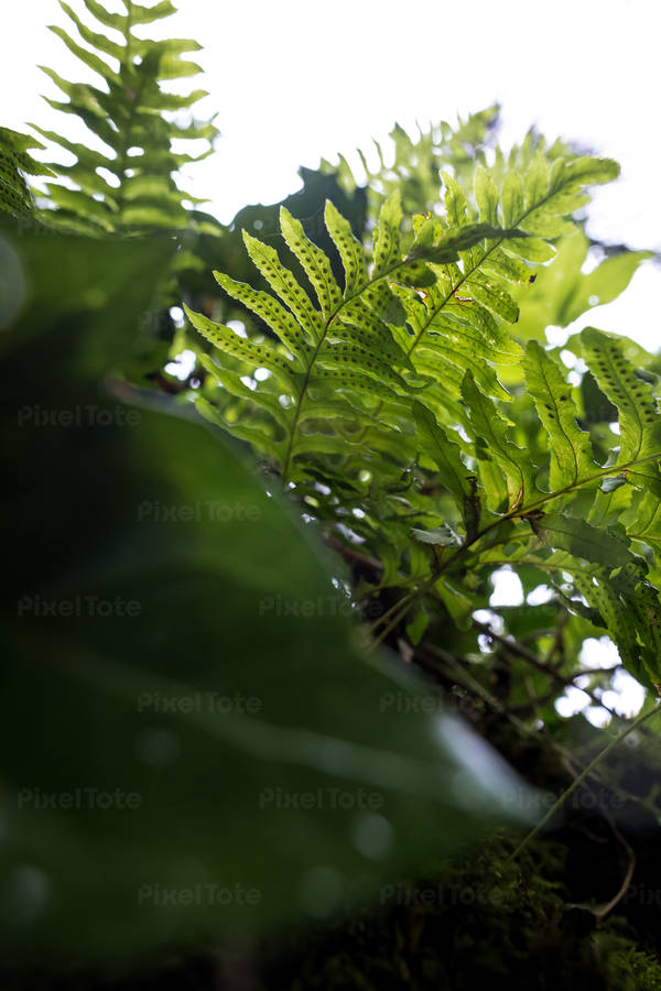 From-Below View of a Fern in a Coastal Ecosystem