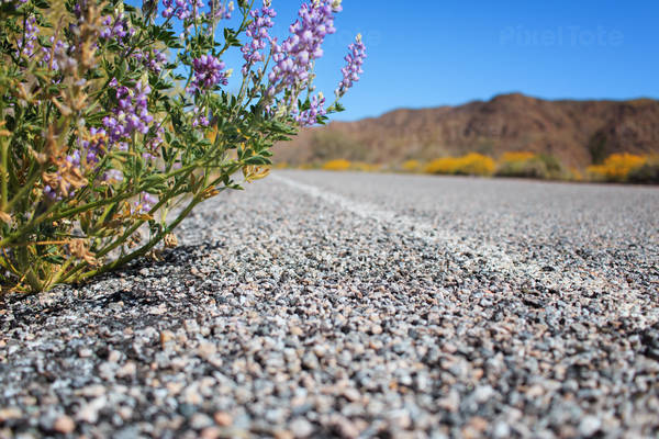 Low-Angle View of a Road with Wild Flowers Growing Next to It