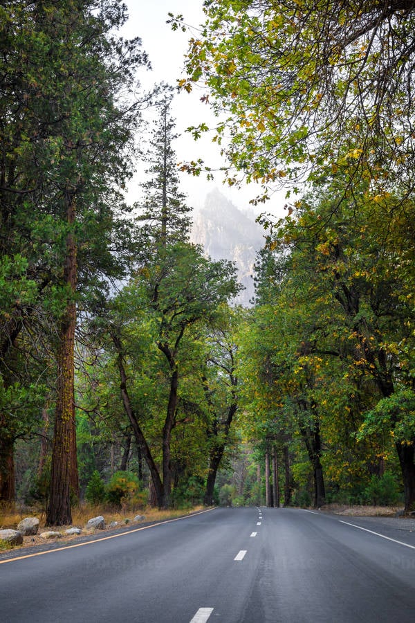 Road with Tall Trees During a Fall in Sierra Nevada in California