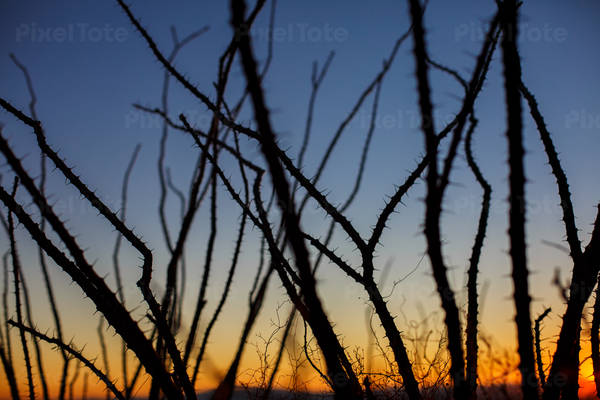 Desert Plants with Prickles After Sunset