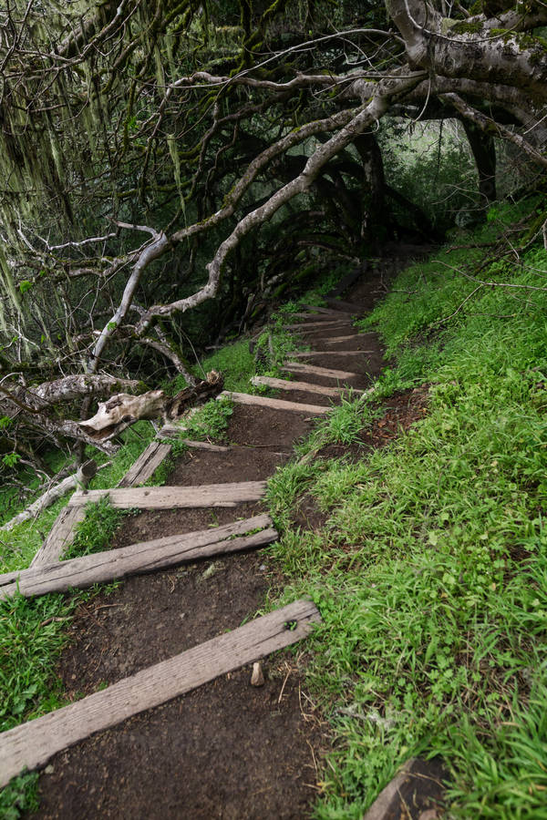 Trail with Steps Leading down Through an Oak Forest