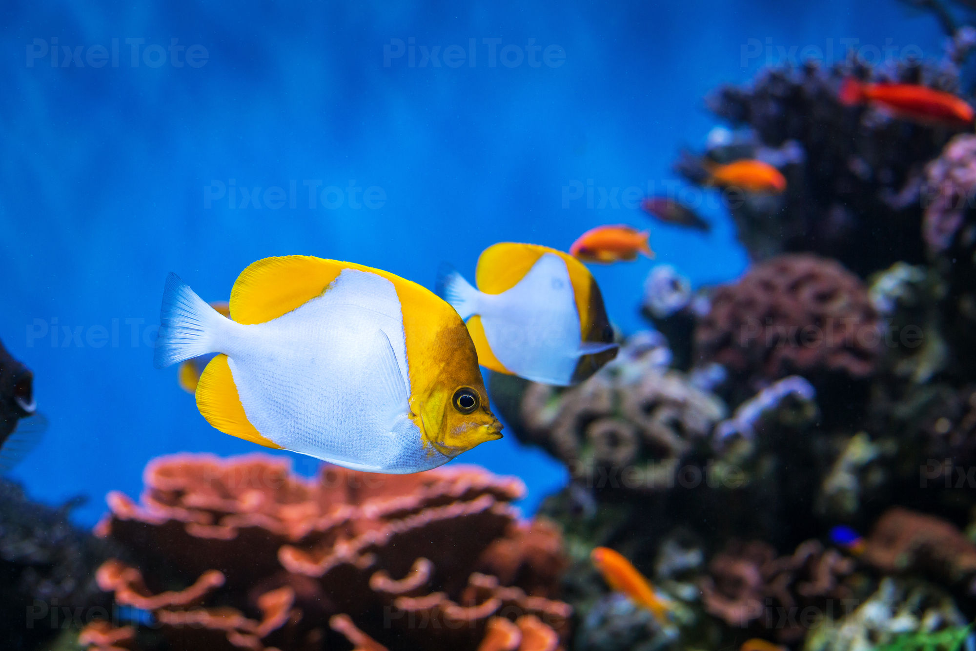 Tropical Coral Reef Fish in an Stock Photo - PixelTote