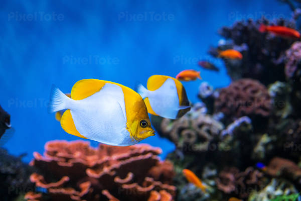 Tropical Coral Reef Fish in an Aquarium Tank