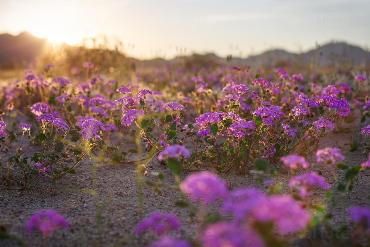 Purple Flowers Growing in a Desert Stock Photo PixelTote