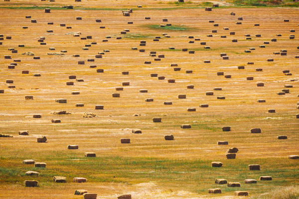 Hay Bales on a Field After Harvest
