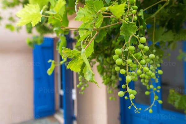 Wine Grapes Growing on a House Facade in Southern France