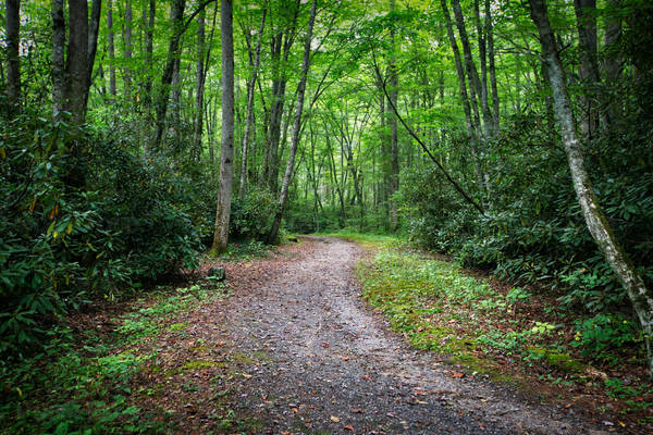 Footpath Amidst Trees in a Forest