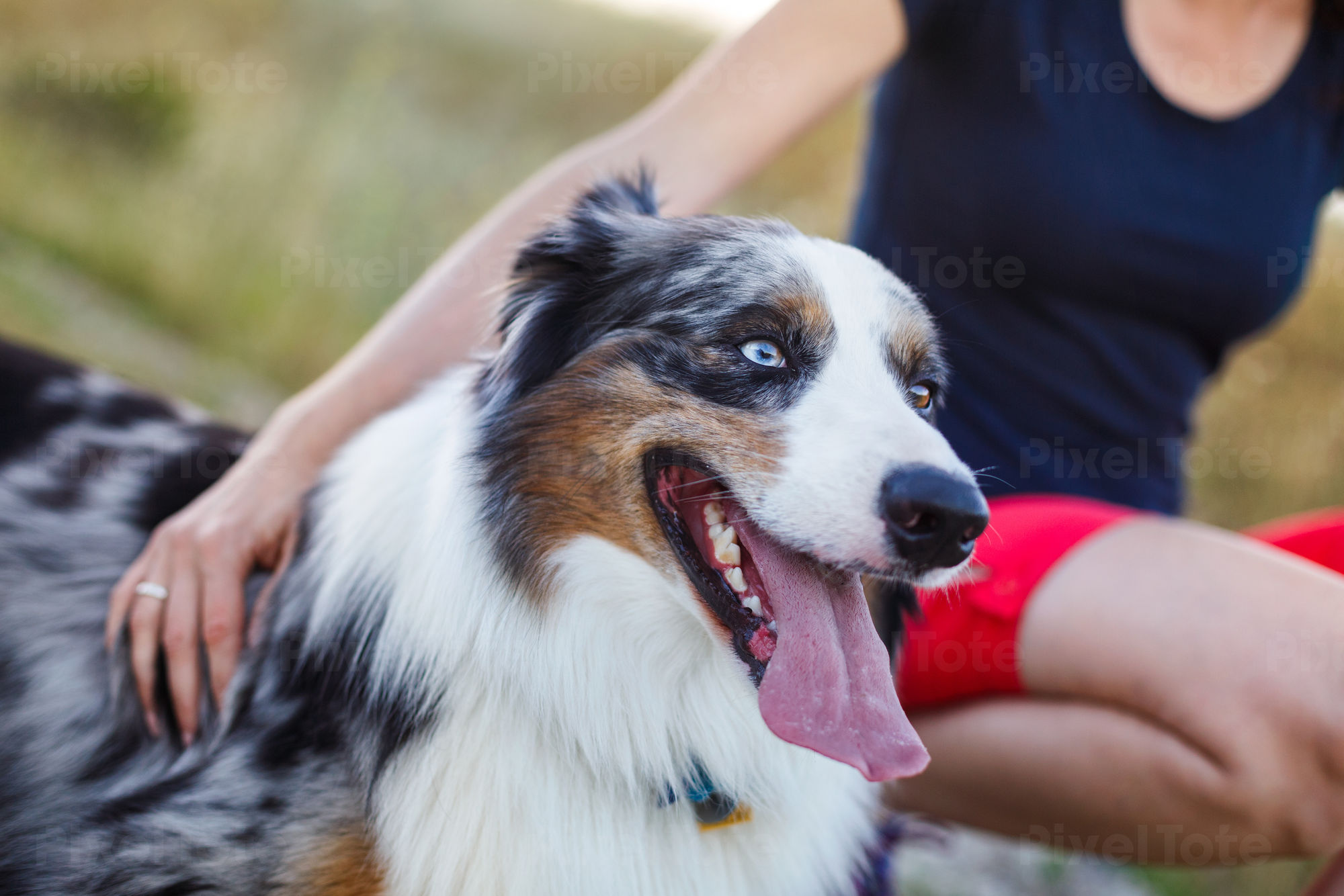 girl australian shepherd