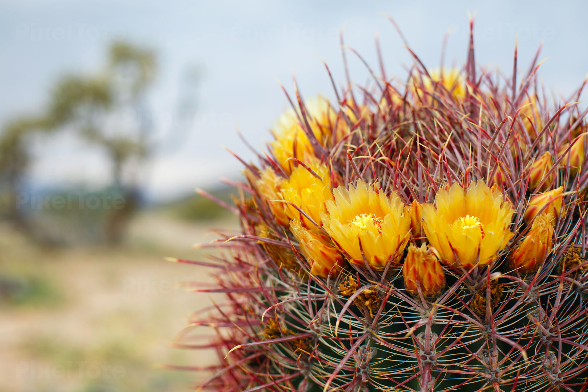 Barrel Cactus Blooming in the Stock Photo - PixelTote