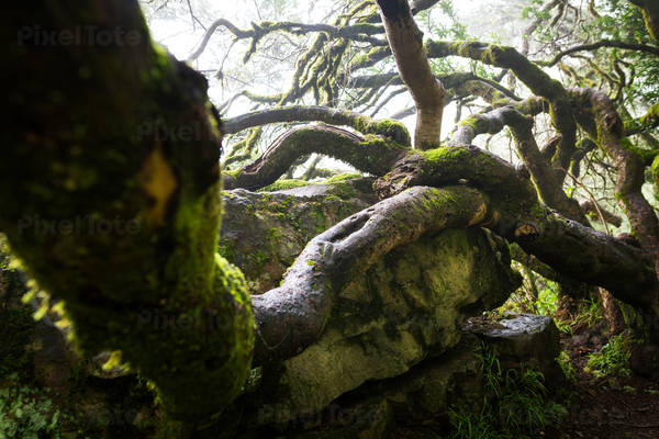 Moss Covered Warped Tree in a Misty Forest