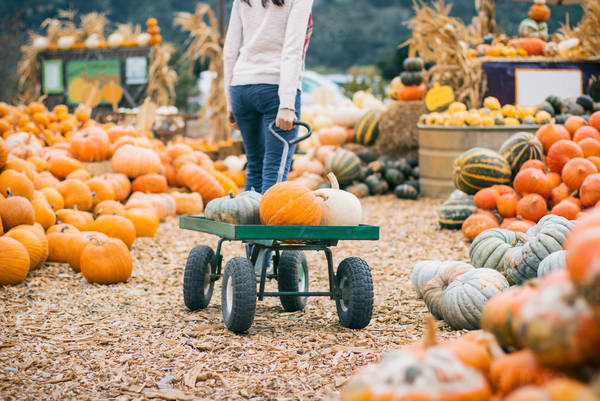 Woman Pulling a Cart with Pumpkins at a Farm