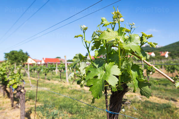Young Leaves on a Grape Vine in a Vineyard