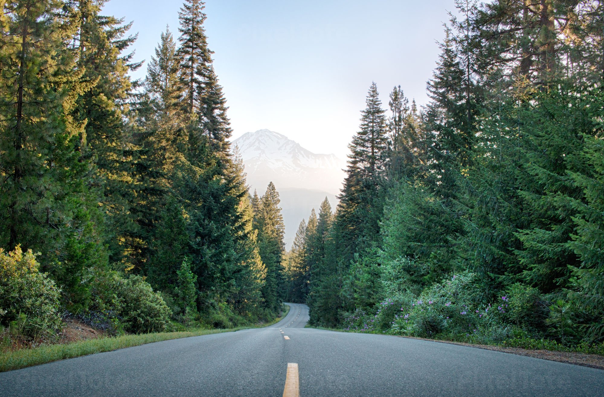 Middle Of The Road View Of A Distant Mountain With Trees On Both Sides Stock Photo Pixeltote