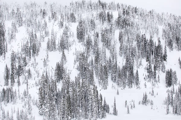 Full-Frame View of a Mountain Full of Snow-Covered Trees