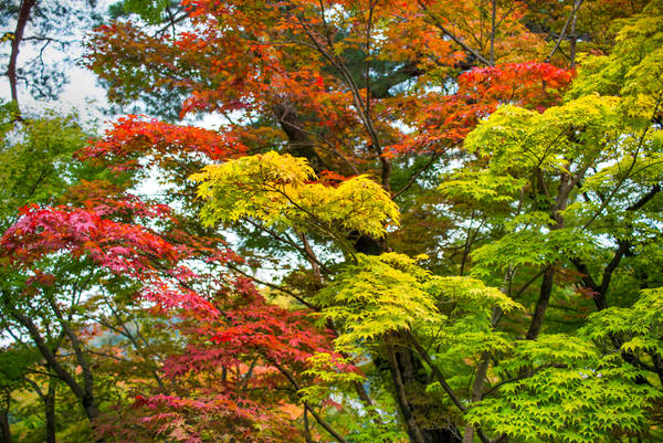 Fall in Japan with Colorful Maple Trees