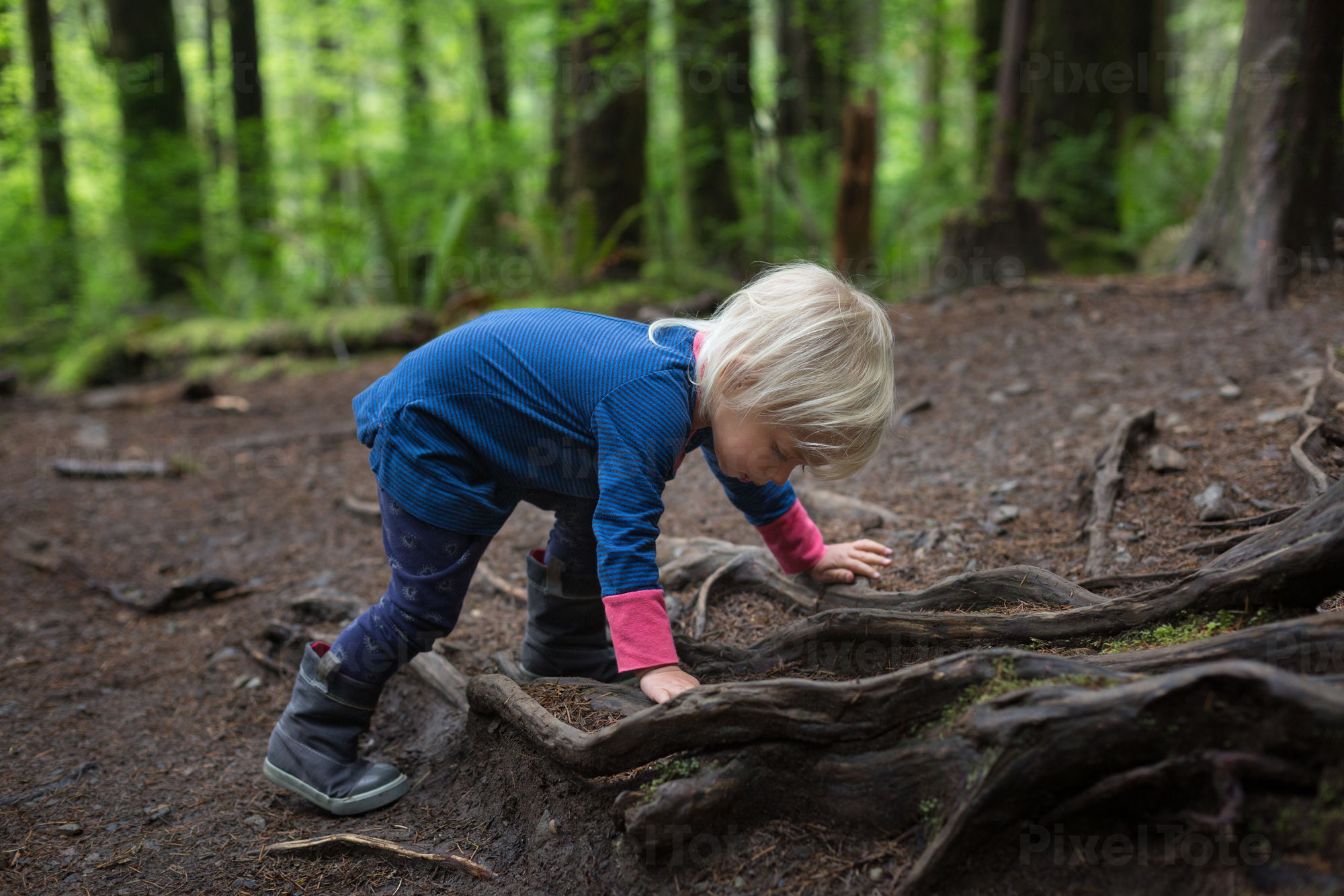 Toddler Girl Exploring Tree Roots Stock Photo - PixelTote