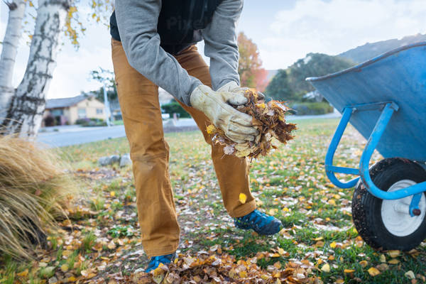 Man Moving a Pile of Leaves into a Wheelbarrow