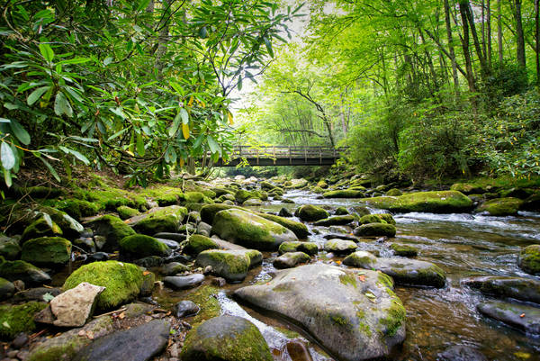View of a Creek Running Through Lush Forest