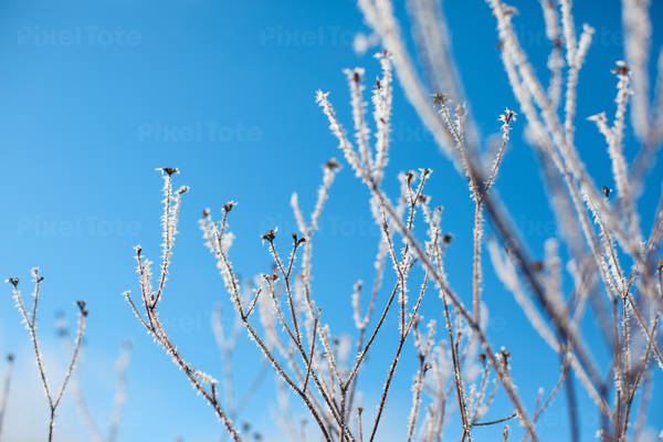 Low-Angle View of Frost Covered Tree Branches Against Blue Sky