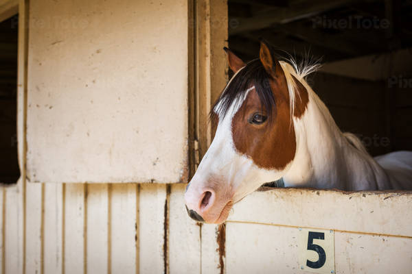 Portrait of a Horse Standing in a Stable Looking Outside