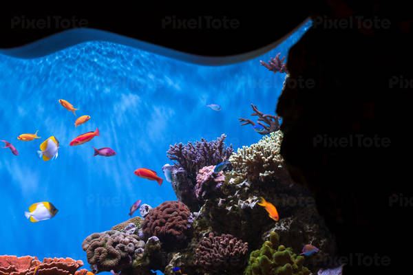 Array of Tropical Coral Reef Fish in an Aquarium Tank